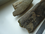 Fragments of fossilized animal bones, photo number 3