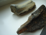 Fragments of fossilized animal bones, photo number 6