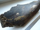Fragment of a fossilized animal bone, photo number 3