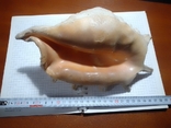 Мушля ракушка Велика морська 1 кг, фото №2