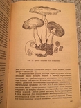 Edible and poisonous mushrooms of the Carpathians. S.P.Wasser, photo number 4