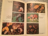 Edible and poisonous mushrooms of the Carpathians. S.P.Wasser, photo number 5