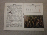 Календар квітника 1988 р., фото №6