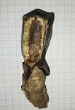 Зуб ископаемого Бизона с фрагментом челюсти, фото №3