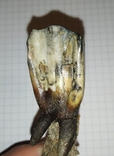Зуб ископаемого Бизона с фрагментом челюсти, фото №4