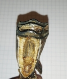 Зуб ископаемого Бизона с фрагментом челюсти, фото №5