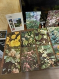 Лекарственные растения Фотоальбом карточки открытки СССР, фото №8