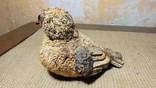 Воробей. Авторская птица из природных материалов Lorenzo Magarelli, фото №5