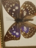 Метелик, фото №2