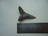 Скам'янілий зуб акули.60 млн років., фото №2