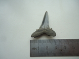 Fossilized shark tooth.60 million years., photo number 3