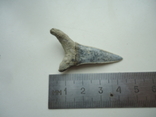 Fossilized shark tooth.60 million years., photo number 2