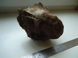 Petrified animal bone., photo number 4