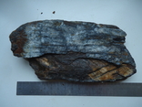 Fragment of a momont tooth., photo number 2