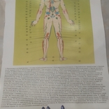 Плакат Биологически активные точки с обозначениями на теле человека сзади 45х32 см, фото №5