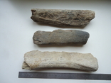 Фрагменти скам'янілих кісток тварин, фото №2