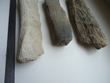Фрагменти скам'янілих кісток тварин, фото №4