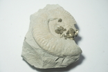 Амоніт з кристалами піриту юрського періоду, Італія, фото №6