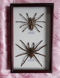 Два настоящих паука в рамке Бразилия и Шри - Ланка, фото №2