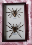 Два настоящих паука в рамке Бразилия и Шри - Ланка, фото №4