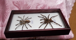 Два настоящих паука в рамке Бразилия и Шри - Ланка, фото №8