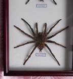 Два настоящих паука в рамке Бразилия и Шри - Ланка, фото №10