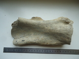 Скам'яніла кістка тварини., фото №2
