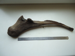 Petrified animal bone., photo number 3