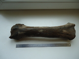 Petrified animal bone., photo number 2