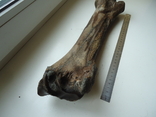 Petrified animal bone., photo number 4