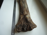 Скам'яніла кістка тварини., фото №5