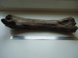 Petrified animal bone., photo number 6