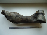 Petrified animal bone., photo number 3