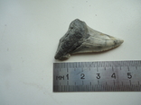 Скам'янілий зуб акули., фото №4