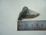 A fossilized shark tooth., photo number 4