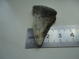 Скам'янілий зуб акули., фото №5
