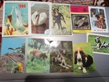 Calendar of the USSR - animals 10pcs, photo number 2