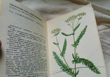 Дві книги лікарські рослини СРСР..., фото №3