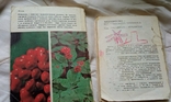 Дві книги лікарські рослини СРСР..., фото №8