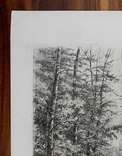 Космаков И. А. Гравюра Березовый лесок 1889 г., фото №6