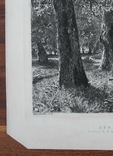 И. И. Шишкин, офорт Дубы 1887г. гравюра., фото №6