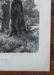 И. И. Шишкин, офорт Дубы 1887г. гравюра., фото №7