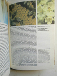 Apiculture. Little encyclopedia., photo number 7