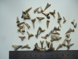 Fossilized teeth of sharks.60 million years.50pcs., photo number 2