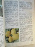 Apricot, peach, cherry plum. Pomology in 5 volumes. Volume 3., photo number 6