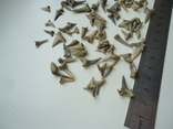 Fossilized teeth of sharks.60 million years.75pcs., photo number 3