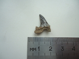 Скам'янілий зуб акули.60 млн років., фото №3