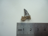 Fossilized shark tooth.60 million years., photo number 3