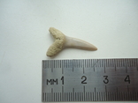 Fossilized shark tooth.60 million years., photo number 4