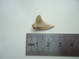 Fossilized shark tooth.60 million years., photo number 2